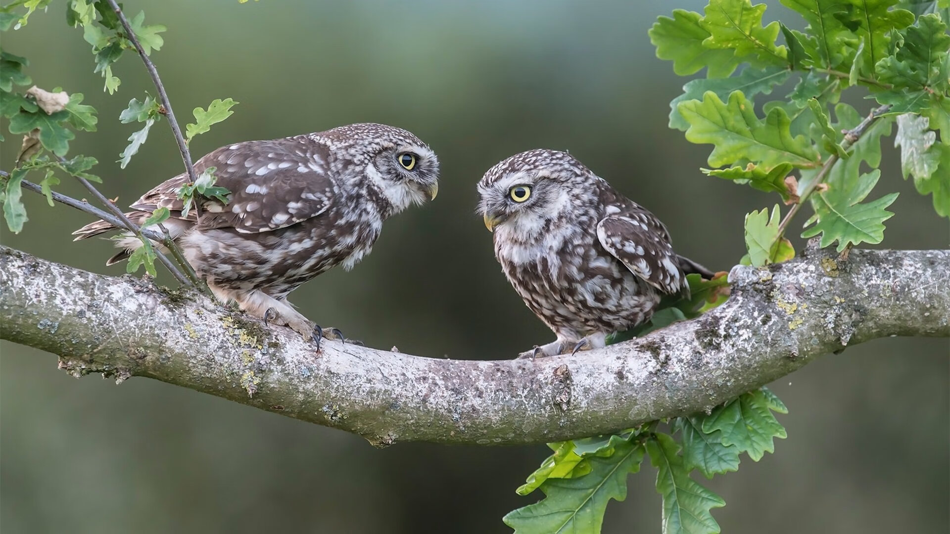 九游官网pc-_体育迷超级粉丝节：互动体验让你嗨翻天_，体育宠粉季